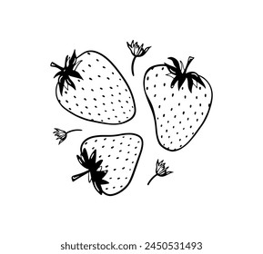 Hand drawn strawberry vector illustration. Black doodle fruit. Summer sketch berry drawing. Three single elements with flowers