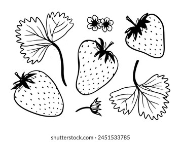 Hand drawn strawberry vector illustration. Black doodle sketches. Line brush strokes with texture isolated on white background. Abstract strawberry drawings