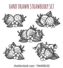 Hand drawn strawberry vector illustration. Fruit dessert drawing sketch