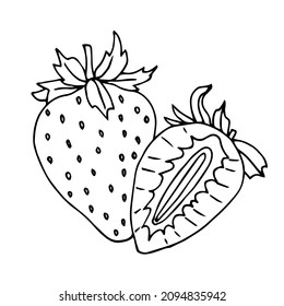 Vector de fresa dibujado a mano sobre fondo blanco