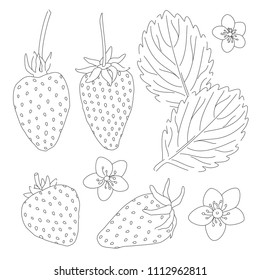 Hand drawn strawberry vector sketch illustration. Strawberry leaves, flowers and berries isolated on white background. Garden berries coloring, print, stickers elements