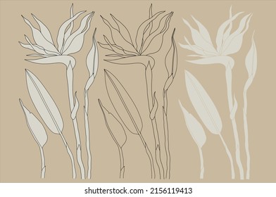 Hand drawn strelitzia. Line art bird of paradise flower illustration. Native South African plant