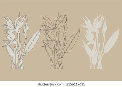 Hand drawn strelitzia. Line art bird of paradise flower illustration. Native South African plant