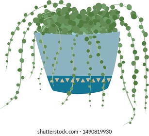 Hand Drawn String Pearls Houseplant and Blue Decorative Plant Pot    Isolated White Background    Vector Illustration Drawing