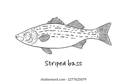 Hand drawn stripped bass fish in sketch style. Simple vector isolated illustration on white background