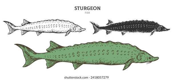 Hand drawn sturgeon fish isolated on white background. Set cartoon element in outline, monochrome and color version. Vector illustration in retro vintage engraving style.