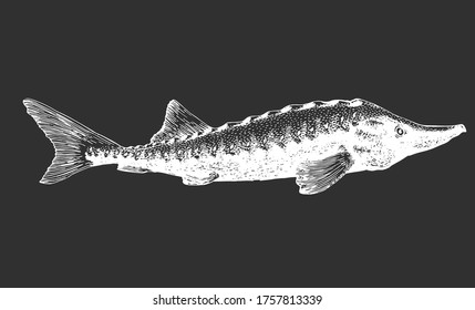 Hand drawn sturgeon illustration. Vector fish illustration on chalk board.