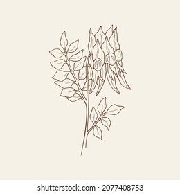 Hand drawn Sturt's desert pea. Australian native flower