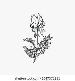 Hand drawn Sturt's desert pea flower illustration. Australian native plant