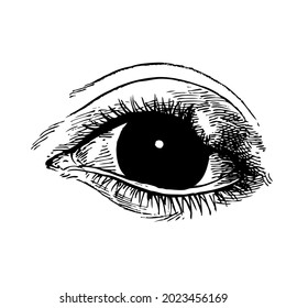 Hand drawn of A stye, also known as a hordeolum. A bacterial infection of an oil gland in the eyelid - vector
