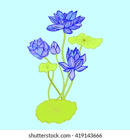 Hand drawn style design element. Vector illustration background of Beautiful  hand drawn lotus flowers and leaves.