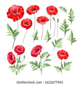 Hand drawn style set of white poppy, botanical illustration of flowers isolated on a white background. White poppies collection. Vector illustration.