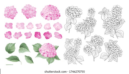 Hand drawn style set of white hydrangea, Botanical illustration of hortensia flowers isolated on a white background. Violet hydrangea collection. Vector illustration.