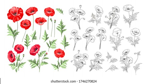 Hand drawn style set of white poppy, botanical illustration of flowers isolated on a white background. White poppies collection. Vector illustration.