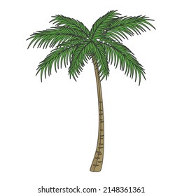 Hand drawn style vector illustration of palm tree isolated on background.