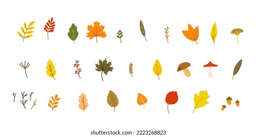 Hand drawn style vector illustration set of fall forest nature elements such as twigs and branches, mushroom, acorns, berries, leaves of maple, oak, birch, aspen. Color sketch isolated on white