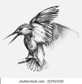 hand drawn style vector illustration of kingfisher bird