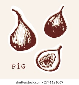 Hand drawn stylised fig fruit set of vector illustration motif. Black and white flat sticker style of plants of the bible, fruit and food picture design. Simple artwork for quirky f for figs doodle  