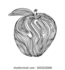 Hand drawn stylized apple. Fruit line art in black and white colors. Vector illustration.