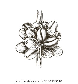 Hand drawn stylized coffee branch with green and ripe beans. Vector illustration. Easy to use for package of menu designs.