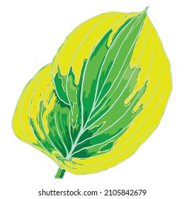 Hand drawn stylized coloured Hosta leaf. Tropical leaves isolated on white. Domesticated for city landscaping Hosta plant. Vector. 