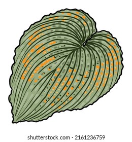 Hand drawn stylized coloured Hosta leaf. Tropical leaves isolated on white. Domesticated for city landscaping Hosta plant. Vector. 