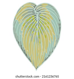 Hand drawn stylized coloured Hosta leaf. Tropical leaves isolated on white. Domesticated for city landscaping Hosta plant. Vector. 
