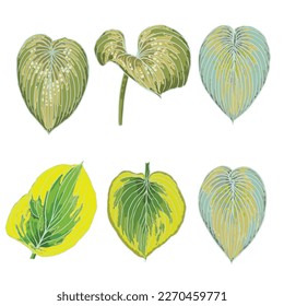 Hand drawn stylized coloured Hosta leaves set. Tropical leaves isolated on white. Domesticated for city landscaping Hosta plants. Vector. 
