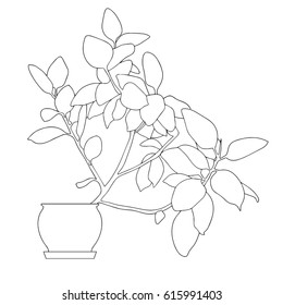 Hand drawn stylized outline ficus flower in pot for design interior. Outline plant vector illustration (Can be used as texture for cards, invitations, DIY projects, web sites or for any other design.)