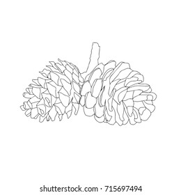 Hand drawn stylized outline pine cones. Black and white plant illustration. (Can be used as texture for cards, invitations, DIY projects, web sites or for any other design.)