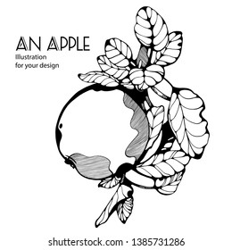 Hand drawn stylized vector illustration an apple. Artistically drawn an apple of doodle.Elements for greeting card and postcard, and tattoo design.