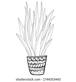 Hand drawn succulent in a clay pot. House plant in a pot. Aloe in decorative flowerpot. Office pot for web design. Vector typography for home decor, interior, print, posters, home building games