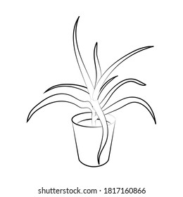 Hand drawn succulent in a clay pot. House plant in a pot. Aloe in decorative flowerpot. Office pot for web design. Vector typography for home decor, interior, print, posters, home building games