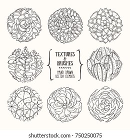 Hand drawn succulent illustration, botanical drawing, organic texture, floral background. Artistic collection for label, logo, flyer, poster, invitation, banner design template. Isolated vector set.