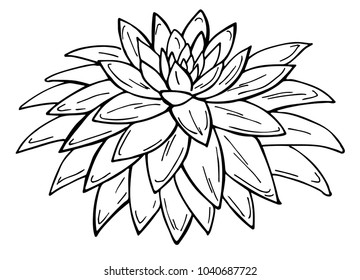 Hand drawn succulent on a white background. Flowers in the desert. Vector illustration. Perfect for coloring book, greeting card, print.