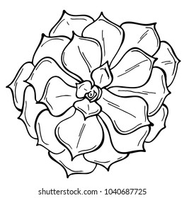 Hand drawn succulent on a white background. Flowers in the desert. Vector illustration. Perfect for coloring book, greeting card, print.