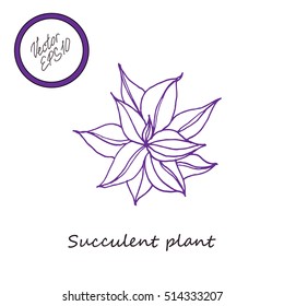 Hand drawn succulent plant and dry herbs. Green leaves with herbs for cooking and health care. Vector stock Illustration. 