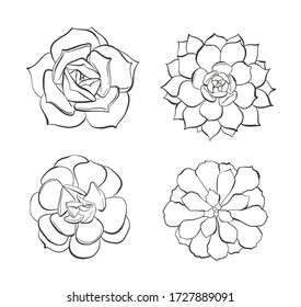 Hand drawn Succulents, vector illustrations