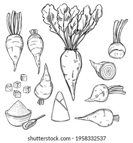 Hand drawn sugar beet. Vector sketch  illustration.