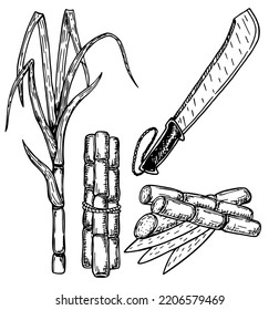 Juego de caña de azúcar dibujado a mano. Plantas de caña de azúcar, tallos, hojas y machete. Árbol de caña de azúcar con ilustración de colección de productos grabando imagen en blanco y negro aislada en fondo blanco. Vector