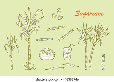 Hand drawn Sugar cane set. Sugarcane plants, Stalks, leaves, juice and sugar cubes. Vector illustration