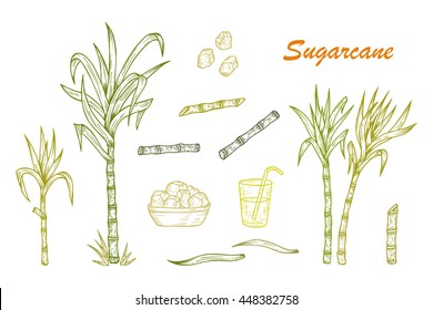 Conjunto de cana-de-açúcar desenhado à mão. Plantas de cana-de-açúcar, talos, folhas, suco e cubos de açúcar. Ilustração vetorial