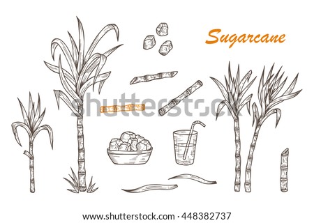 Hand Drawn Sugar Cane Set Sugarcane Stock Vector (Royalty Free