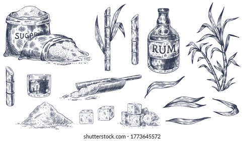 Hand drawn sugar cane. Sketch cane harvest, sugar sack and cubes, stalks sweet leaves organic plants, glass and bottle of rum vintage vector illustration. Product for alcohol drink manufacture