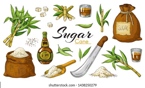 Hand drawn sugarcane and rum. Colored vintage alcoholic beverages and sugar plants canes and leaves. Vector isolated illustrations set bottle stalks with bio raw for alcohol drink