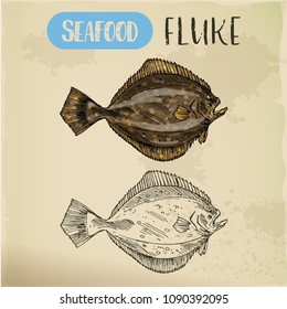 Hand drawn summer flounder or fluke. Sketch of seafood for shop or store signboard, restaurant menu or trophy room. Sport fishing and catch, water and aquatic, marine and nautical theme