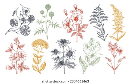 Hand drawn summer flower collection. Garden flowering plants sketches in color. Botanical illustrations isolated on white background. Floral design elements in engraved style for prints or cards