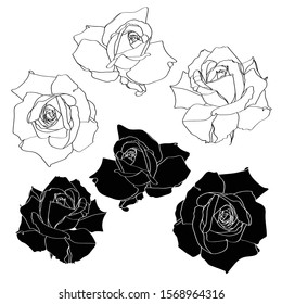 Hand drawn summer vintage rustic Roses. Hand painted flowers isolated on white background for design.