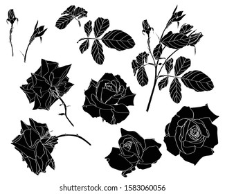 Hand drawn summer vintage rustic Roses. Hand painted flowers isolated on white background for design. Line art.