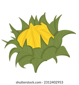 hand drawn sun flower illustration